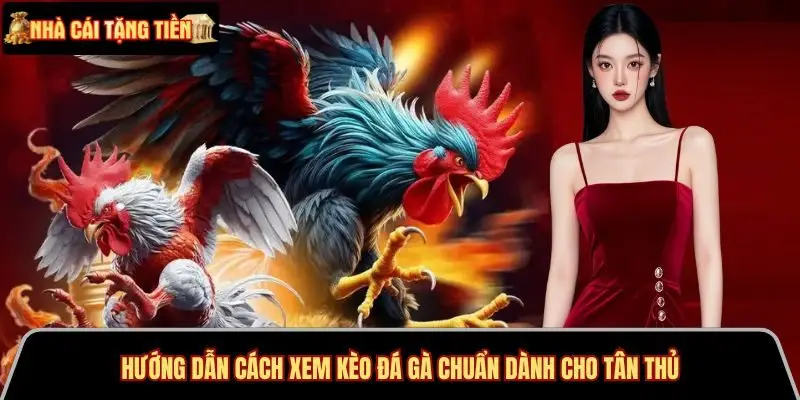 Hướng dẫn cách xem kèo đá gà chuẩn dành cho tân thủ